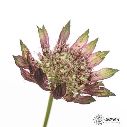 肯尼亚花材 | 星芹非洲之星 Star Of Flame 商品图0