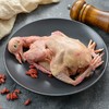 从岭土鸽260g/份 商品缩略图3