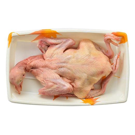 从岭土鸽260g/份 商品图1