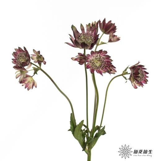 肯尼亚花材 | 星芹非洲之星 Star Of Flame 商品图2