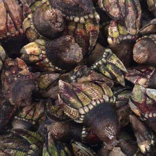 【预定】鹅颈藤壶 佛手螺 商品图2