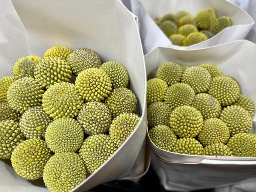 国产花材-【黄金球】 商品图0