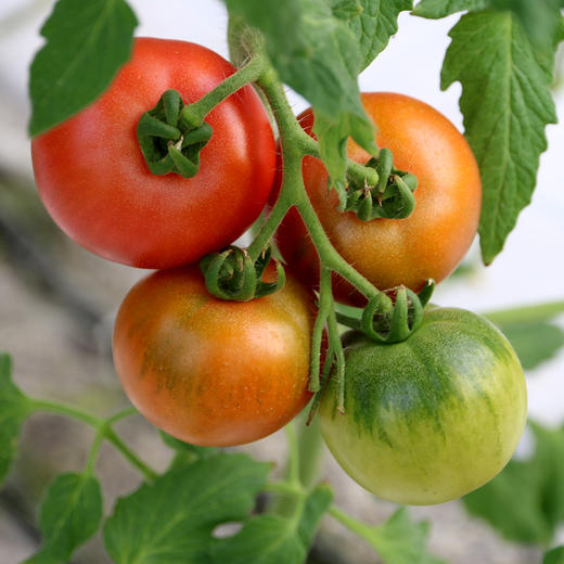 农家莓莓番茄  酸甜多汁  水果西红柿  适合生吃  一口爆浆 450g×3礼盒装 商品图5