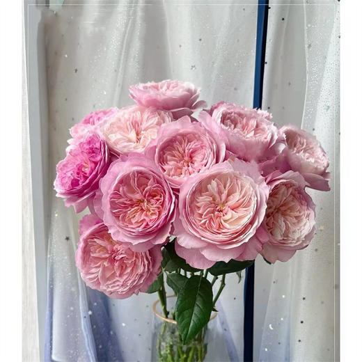 绿光基地Constance康斯坦玫瑰12支 商品图3