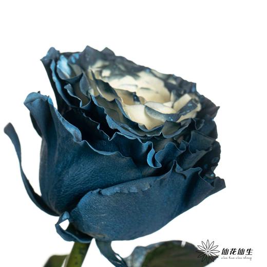 厄瓜多尔单头玫瑰 | 银河星云 MILKY WAY 商品图2