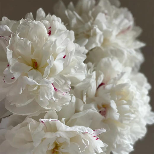 精品花材嘉年华芍药5支 商品图6