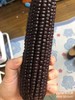 XZG-黑糯玉米（山西） 4根/份～16元 商品缩略图2