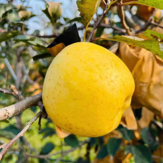 💛黄金维纳斯，快把你家里的普通苹果换成「黄金维纳斯」吧，香飘满屋，简直就是天然的空气清新剂，脆甜多汁，刹是讨喜～ 商品图1