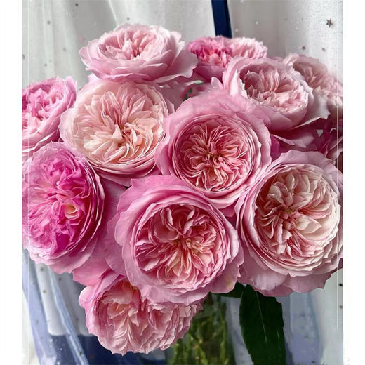 绿光基地Constance康斯坦玫瑰12支 商品图0