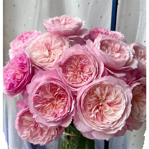 绿光基地Constance康斯坦玫瑰12支 商品图2