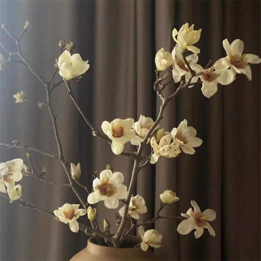 玉兰鲜切花一扎 商品图0