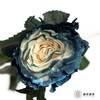 厄瓜多尔单头玫瑰 | 银河星云 MILKY WAY 商品缩略图0
