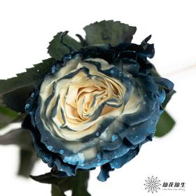 厄瓜多尔单头玫瑰 | 银河星云 MILKY WAY