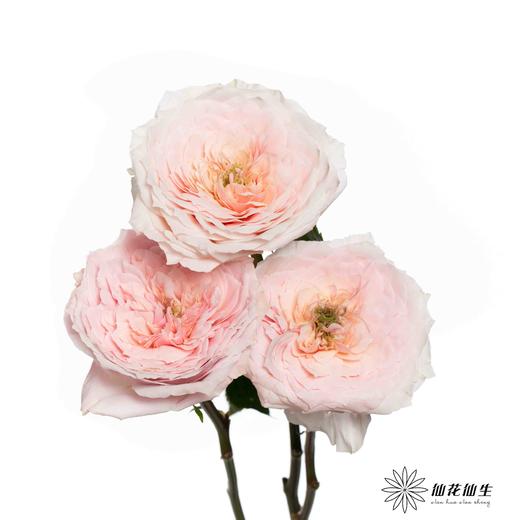 单头玫瑰 | 小粉兔 商品图2