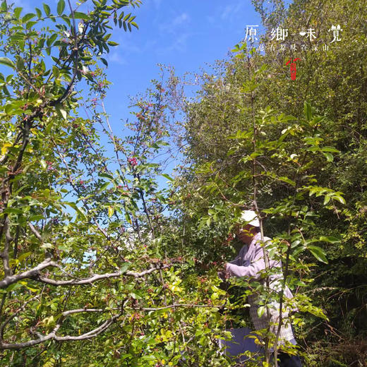 小金野放花椒//花椒粉/花椒面（成都仓库-顺丰快递） | 40g/罐，100g/罐，来自四川阿坝，生产者：吴明清【合作生产，公平贸易】 商品图4