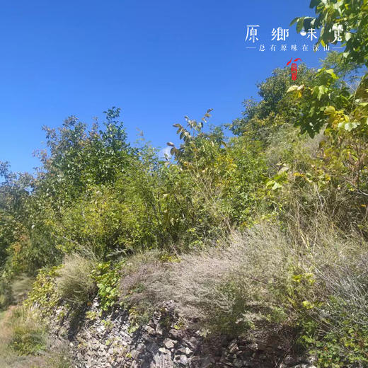 小金野放花椒//花椒粉/花椒面（成都仓库-顺丰快递） | 40g/罐，100g/罐，来自四川阿坝，生产者：吴明清【合作生产，公平贸易】 商品图5