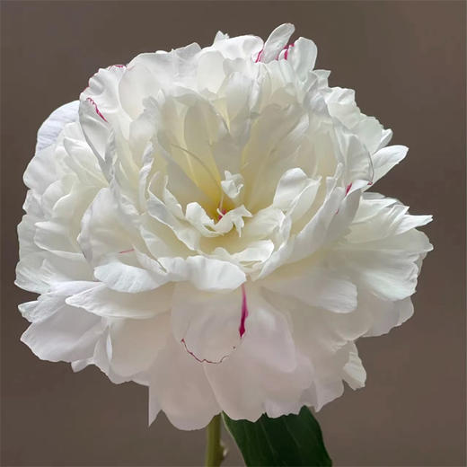 精品花材嘉年华芍药5支 商品图7