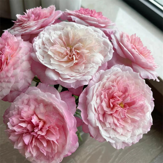 绿光基地Constance康斯坦玫瑰12支 商品图1