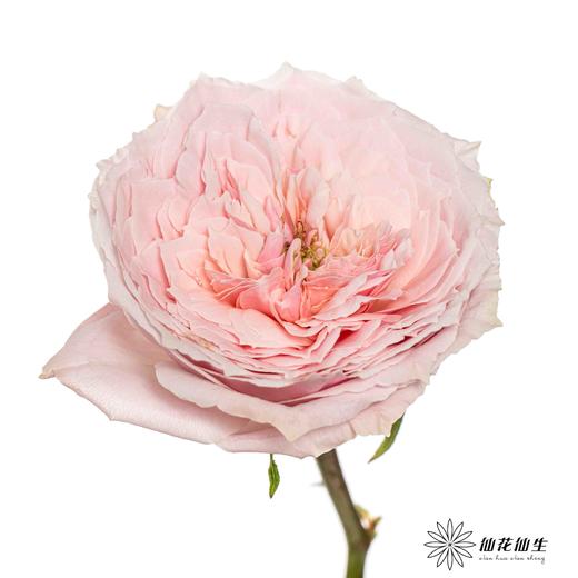 单头玫瑰 | 小粉兔 商品图1