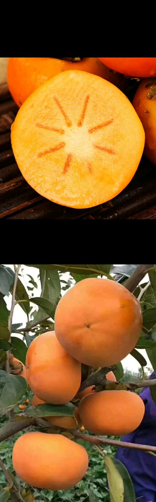 XZG-.阳丰脆柿（山西） 又脆又甜 3斤+-0.05/～10元 商品图0