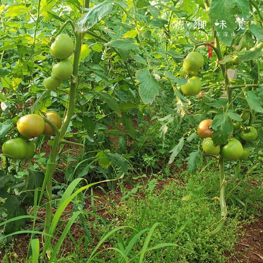 生态西红柿果酱（基地直发-顺丰包邮） | 220g/瓶，来自云南昆明，生产者：王建钧【合作生产，公平贸易】 商品图6
