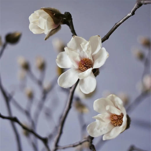 玉兰鲜切花一扎 商品图10