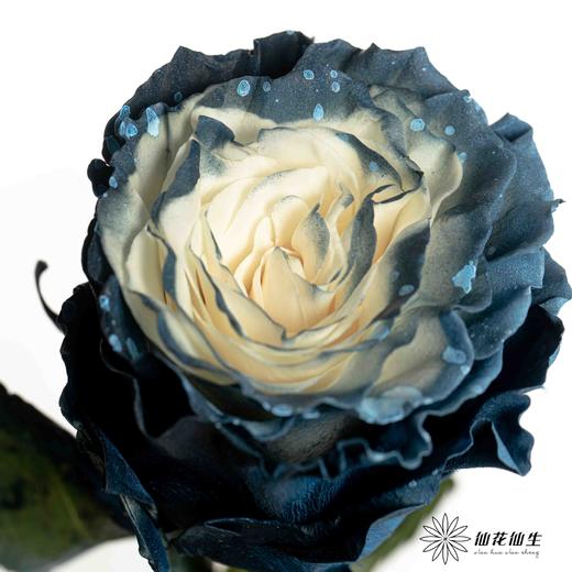 厄瓜多尔单头玫瑰 | 银河星云 MILKY WAY 商品图1