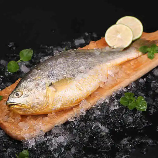 深海野游大黄花鱼（1-2斤） | 深海野游海鲜 商品图0