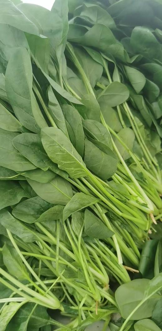 鸿翠园 有机菠菜 商品图2