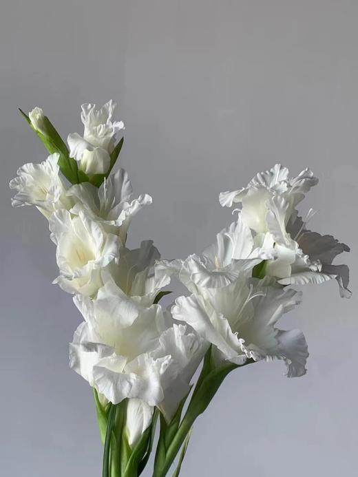 剑兰 | 冰岛 商品图1