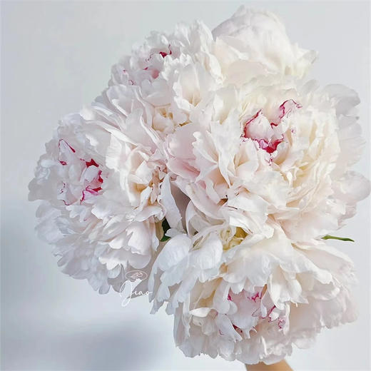 精品花材嘉年华芍药5支 商品图4