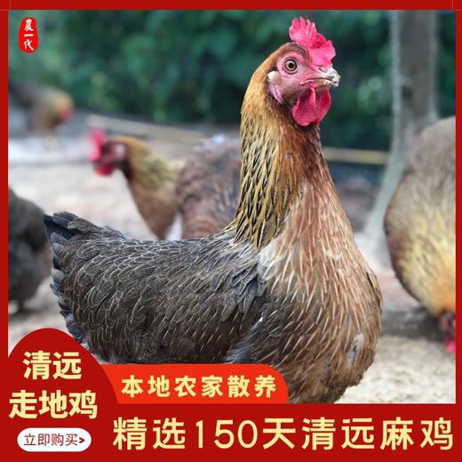 中宿麻鸡 广东清远咸香鸡800g 商品图3