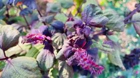 草木有趣 | 紫苏，紫舒，药食两用闻香来