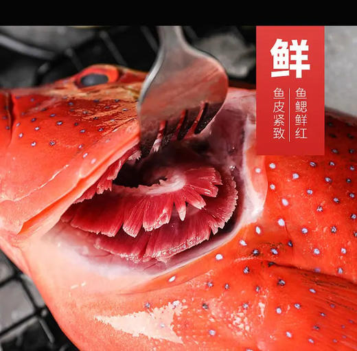 野生东星斑  | 深海野生海钓海鲜 商品图4