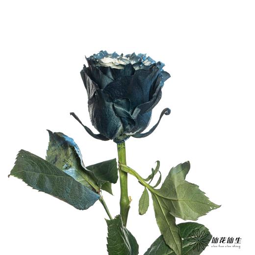 厄瓜多尔单头玫瑰 | 银河星云 MILKY WAY 商品图3