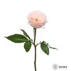单头玫瑰 | 小粉兔 商品缩略图3