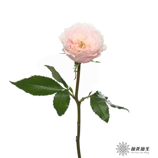 单头玫瑰 | 小粉兔 商品图3
