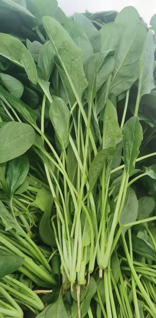 鸿翠园 有机菠菜 商品图1