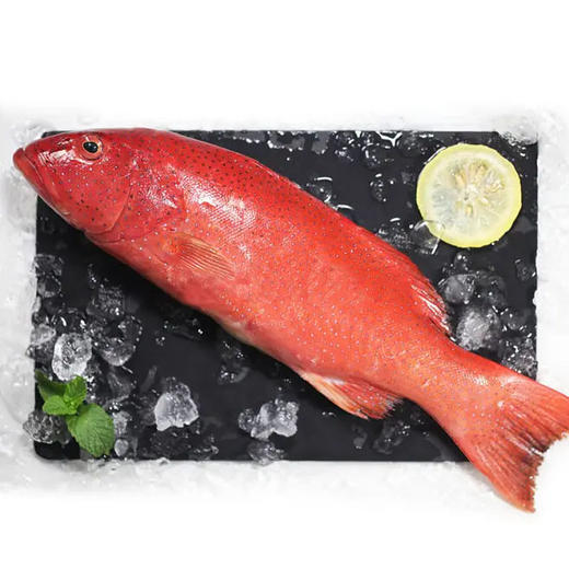 野生东星斑  | 深海野生海钓海鲜 商品图1