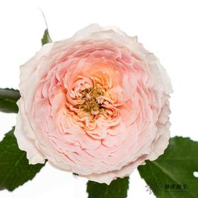 单头玫瑰 | 小粉兔