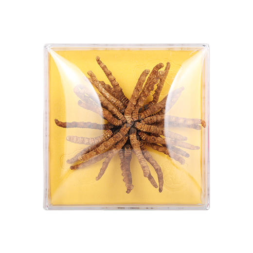 西藏虫草上药神象冬虫夏草虫草5克扎花状小草煲汤小支约30根左右 商品图0
