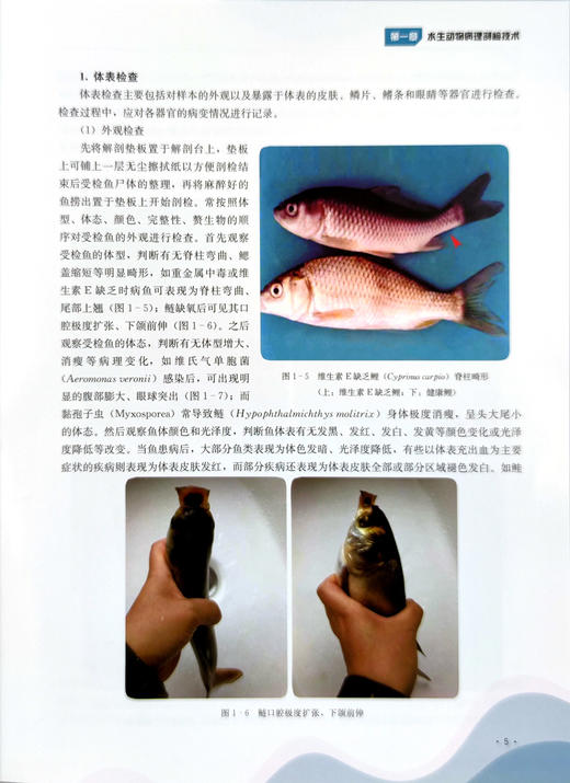水生动物病理学诊断技术【官方正版】 商品图3