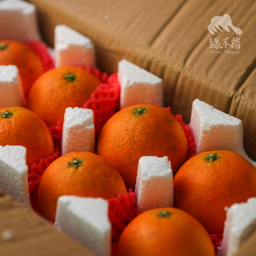 生态四川爱媛 | 合作生产 * Ecological Eyuan  | Coproduction 商品图2