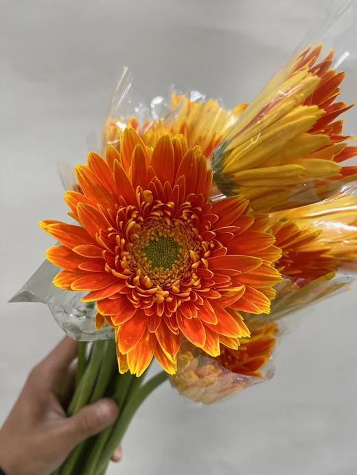 【非洲菊】橙色，18-20支/扎 商品图2