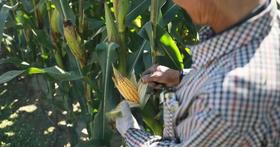  不骗你，真的是低脂又好吃的甜糯玉米 