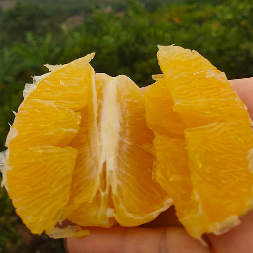 红河谷有机冰糖橙 | 坚持树上自然熟，甜度18+，果肉细腻无渣 商品图1