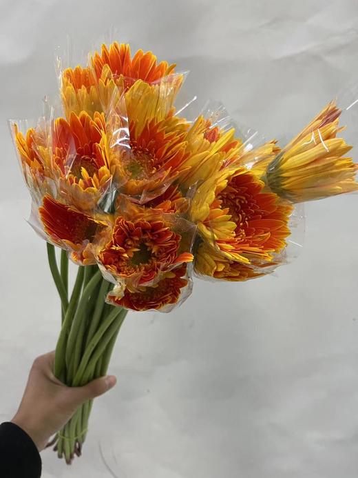 【非洲菊】橙色，18-20支/扎 商品图3