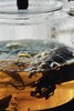 【三宝茶】十年陈皮+5年白茶，不上火的佳品，清润滋养 商品缩略图8