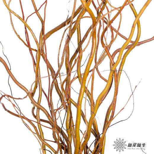 国产花材 ｜ 金龙柳 商品图3