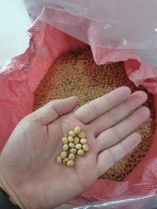 和平农家自种黄豆3斤起售 商品图0